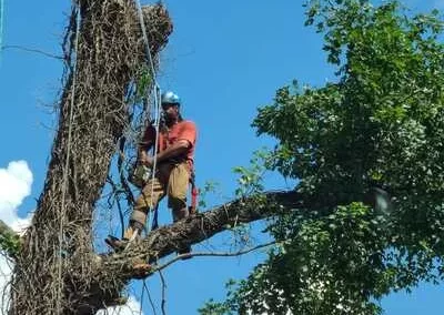 Efficient tree expert