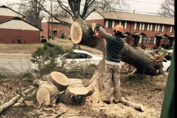 Professional tree expert in Greensboro, NC