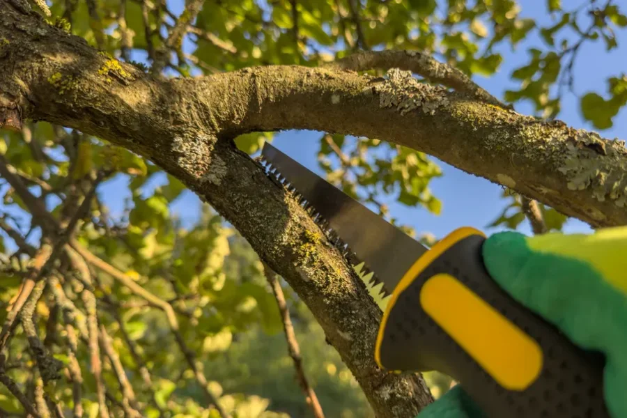 Affordable Tree Trimming Service Greensboro, NC