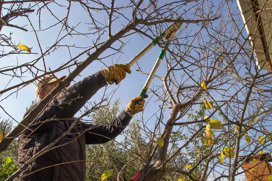Benefits Of Regular Tree Trimming For Property Value Greensboro, NC Benefits Of Regular Tree Trimming For Property Value Greensboro, NC