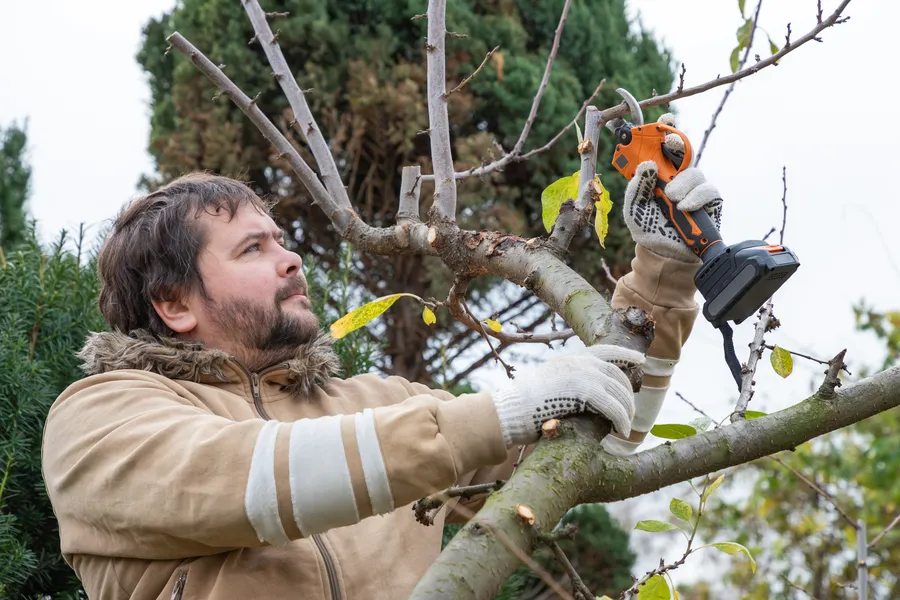 Expert Tree Pruning Services Greensboro, NC