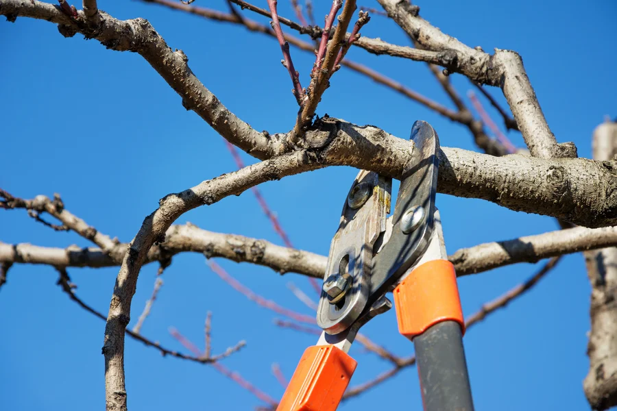 How Tree Pruning Improves The Health Of Your Trees Greensboro, NC