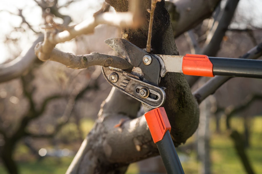 How Tree Pruning Improves The Health Of Your Trees in Greensboro, NC