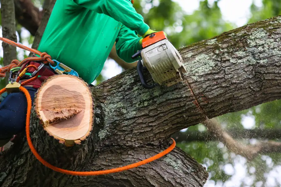 Local Tree Trimming Service Greensboro, NC