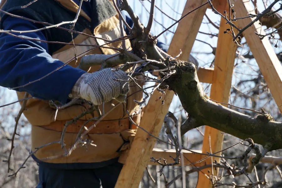 Premium Tree Pruning Services Greensboro, NC