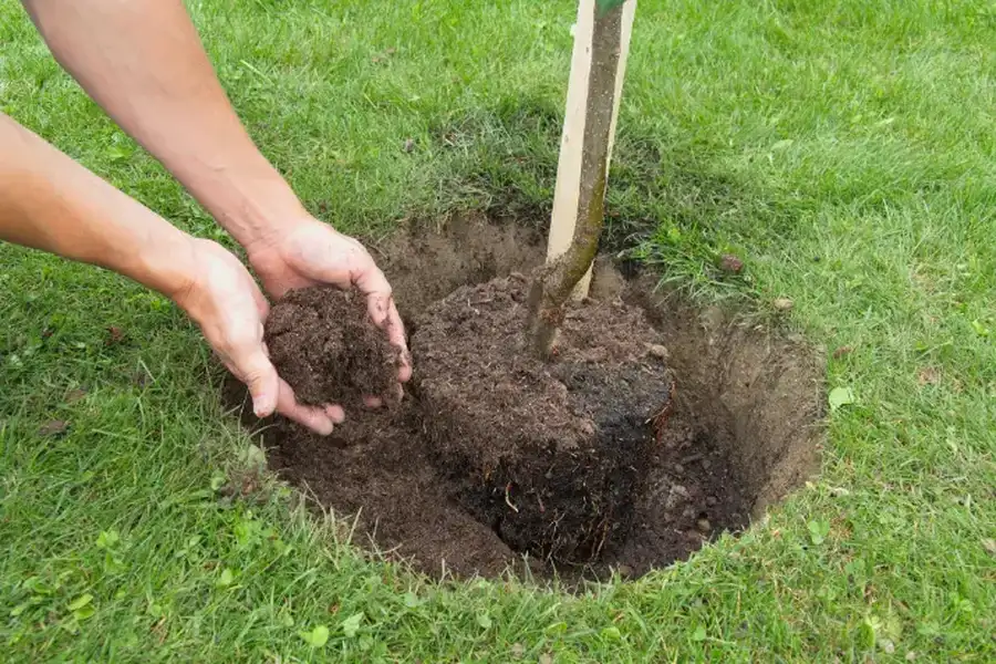Professional Tree Planting Services Greensboro, NC