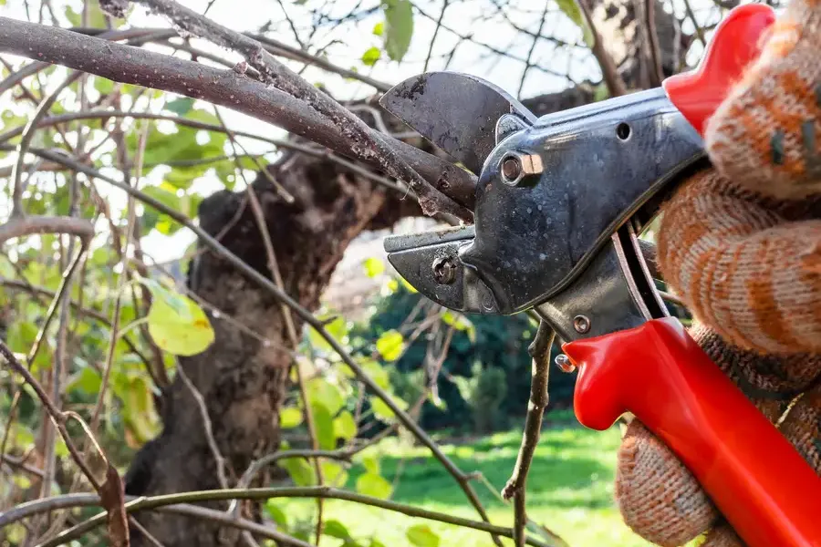 Reputable Tree Pruning Services Greensboro, NC