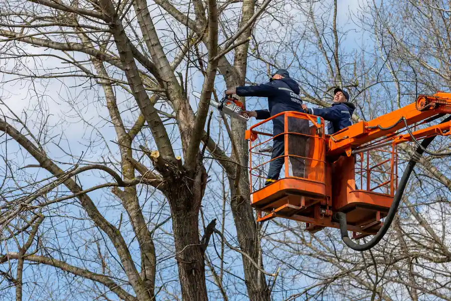 Superior Tree Removal Greensboro, NC