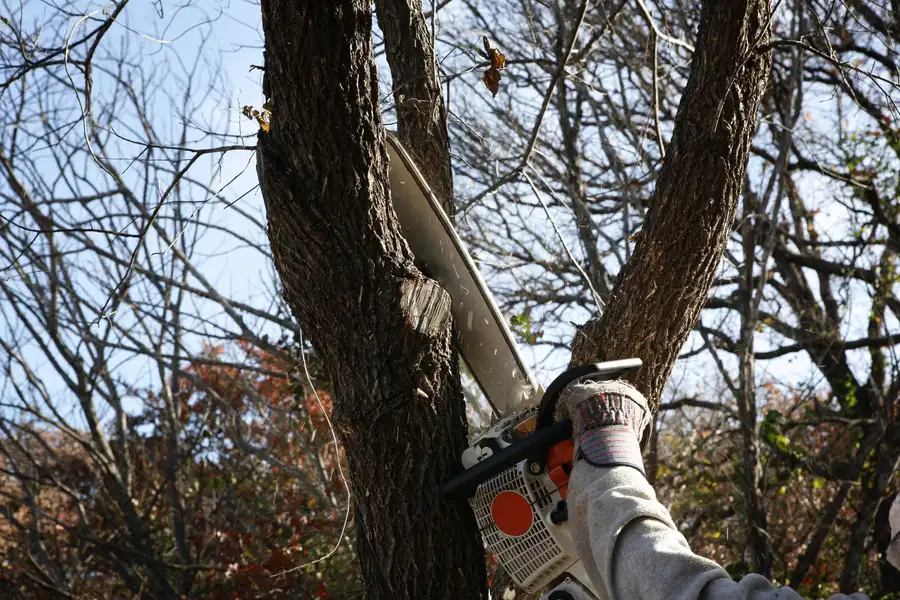 What To Expect During A Tree Removal Process Greensboro, NC