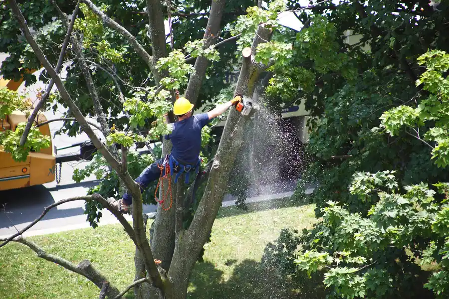 What To Expect During A Tree Removal Process in Greensboro, NC